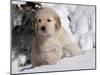 Golden Retriever Puppy in Snow-Lynn M^ Stone-Mounted Photographic Print