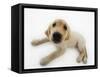 Golden Retriever Puppy Lying Down-Russell Glenister-Framed Stretched Canvas