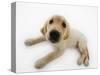 Golden Retriever Puppy Lying Down-Russell Glenister-Stretched Canvas