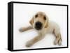 Golden Retriever Puppy Lying Down-Russell Glenister-Framed Stretched Canvas