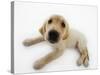 Golden Retriever Puppy Lying Down-Russell Glenister-Stretched Canvas