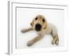 Golden Retriever Puppy Lying Down-Russell Glenister-Framed Photographic Print