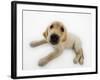 Golden Retriever Puppy Lying Down-Russell Glenister-Framed Photographic Print