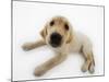 Golden Retriever Puppy Lying Down-Russell Glenister-Mounted Photographic Print