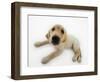 Golden Retriever Puppy Lying Down-Russell Glenister-Framed Photographic Print