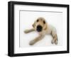 Golden Retriever Puppy Lying Down-Russell Glenister-Framed Photographic Print