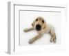 Golden Retriever Puppy Lying Down-Russell Glenister-Framed Photographic Print