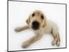 Golden Retriever Puppy Lying Down-Russell Glenister-Mounted Photographic Print