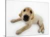 Golden Retriever Puppy Lying Down-Russell Glenister-Stretched Canvas