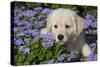 Golden Retriever Puppy (Male, 7 Weeks), La Fox, Illinois, USA-Lynn M^ Stone-Stretched Canvas