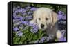 Golden Retriever Puppy (Male, 7 Weeks), La Fox, Illinois, USA-Lynn M^ Stone-Framed Stretched Canvas