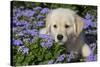 Golden Retriever Puppy (Male, 7 Weeks), La Fox, Illinois, USA-Lynn M^ Stone-Stretched Canvas