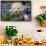 Golden Retriever Puppy (Male, 7 Weeks), La Fox, Illinois, USA-Lynn M^ Stone-Framed Stretched Canvas displayed on a wall