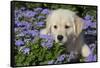 Golden Retriever Puppy (Male, 7 Weeks), La Fox, Illinois, USA-Lynn M^ Stone-Framed Stretched Canvas