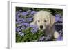 Golden Retriever Puppy (Male, 7 Weeks), La Fox, Illinois, USA-Lynn M^ Stone-Framed Photographic Print