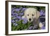 Golden Retriever Puppy (Male, 7 Weeks), La Fox, Illinois, USA-Lynn M^ Stone-Framed Photographic Print