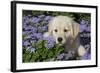 Golden Retriever Puppy (Male, 7 Weeks), La Fox, Illinois, USA-Lynn M^ Stone-Framed Photographic Print