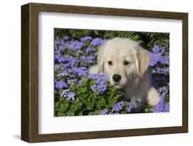 Golden Retriever Puppy (Male, 7 Weeks), La Fox, Illinois, USA-Lynn M^ Stone-Framed Photographic Print