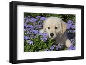 Golden Retriever Puppy (Male, 7 Weeks), La Fox, Illinois, USA-Lynn M^ Stone-Framed Photographic Print