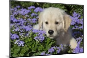 Golden Retriever Puppy (Male, 7 Weeks), La Fox, Illinois, USA-Lynn M^ Stone-Mounted Photographic Print