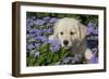 Golden Retriever Puppy (Male, 7 Weeks), La Fox, Illinois, USA-Lynn M^ Stone-Framed Photographic Print