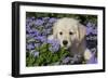 Golden Retriever Puppy (Male, 7 Weeks), La Fox, Illinois, USA-Lynn M^ Stone-Framed Photographic Print