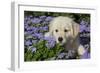 Golden Retriever Puppy (Male, 7 Weeks), La Fox, Illinois, USA-Lynn M^ Stone-Framed Photographic Print