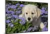 Golden Retriever Puppy (Male, 7 Weeks), La Fox, Illinois, USA-Lynn M^ Stone-Mounted Photographic Print