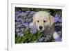 Golden Retriever Puppy (Male, 7 Weeks), La Fox, Illinois, USA-Lynn M^ Stone-Framed Photographic Print