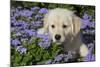 Golden Retriever Puppy (Male, 7 Weeks), La Fox, Illinois, USA-Lynn M^ Stone-Mounted Photographic Print