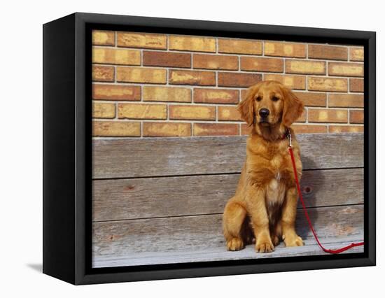 Golden Retriever Puppy on Leash-Chase Swift-Framed Stretched Canvas
