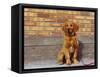 Golden Retriever Puppy on Leash-Chase Swift-Framed Stretched Canvas