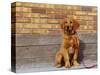 Golden Retriever Puppy on Leash-Chase Swift-Stretched Canvas