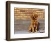 Golden Retriever Puppy on Leash-Chase Swift-Framed Photographic Print