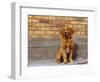 Golden Retriever Puppy on Leash-Chase Swift-Framed Photographic Print