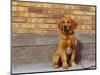 Golden Retriever Puppy on Leash-Chase Swift-Mounted Photographic Print