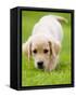 Golden Retriever Puppy Playing Outdoors-Jim Craigmyle-Framed Stretched Canvas