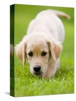 Golden Retriever Puppy Playing Outdoors-Jim Craigmyle-Stretched Canvas