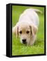 Golden Retriever Puppy Playing Outdoors-Jim Craigmyle-Framed Stretched Canvas