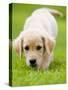Golden Retriever Puppy Playing Outdoors-Jim Craigmyle-Stretched Canvas