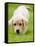 Golden Retriever Puppy Playing Outdoors-Jim Craigmyle-Framed Stretched Canvas