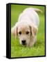 Golden Retriever Puppy Playing Outdoors-Jim Craigmyle-Framed Stretched Canvas