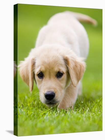 Golden Retriever Puppy Playing Outdoors-Jim Craigmyle-Stretched Canvas