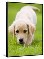 Golden Retriever Puppy Playing Outdoors-Jim Craigmyle-Framed Stretched Canvas