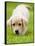 Golden Retriever Puppy Playing Outdoors-Jim Craigmyle-Framed Stretched Canvas