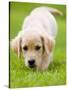 Golden Retriever Puppy Playing Outdoors-Jim Craigmyle-Stretched Canvas