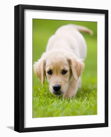 Golden Retriever Puppy Playing Outdoors-Jim Craigmyle-Framed Photographic Print