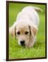 Golden Retriever Puppy Playing Outdoors-Jim Craigmyle-Framed Photographic Print