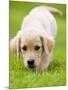 Golden Retriever Puppy Playing Outdoors-Jim Craigmyle-Mounted Photographic Print