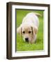 Golden Retriever Puppy Playing Outdoors-Jim Craigmyle-Framed Photographic Print